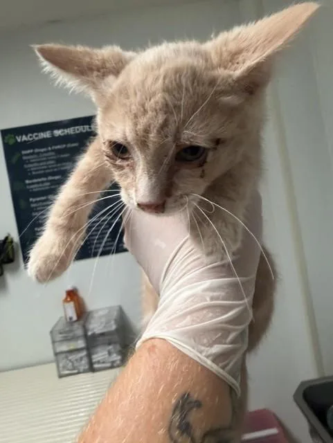 A baby small-sized male Domestic Short Hair cat named Woody for adoption in Bakersfield, CA