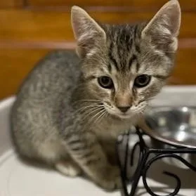 A baby medium-sized male Brown / Chocolate Domestic Short Hair cat named Joe for adoption in Germansville, PA