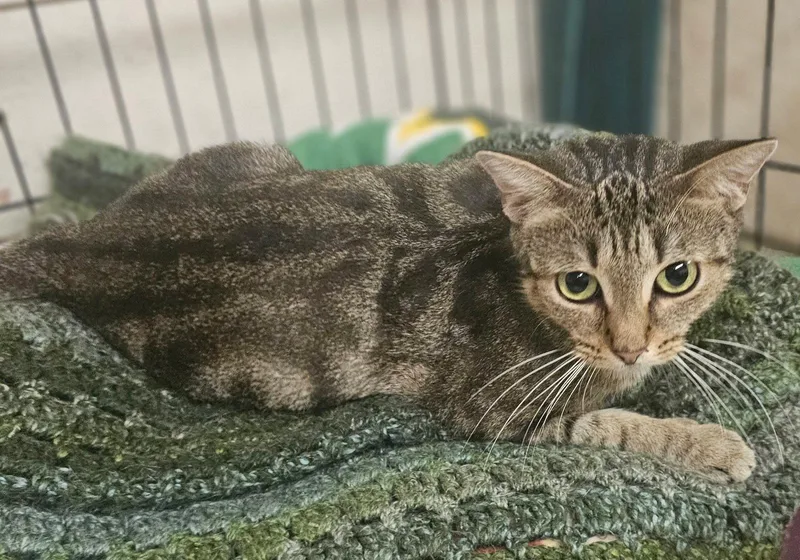 An adult small-sized female Domestic Short Hair cat named Macchiato for adoption in Social Circle, GA