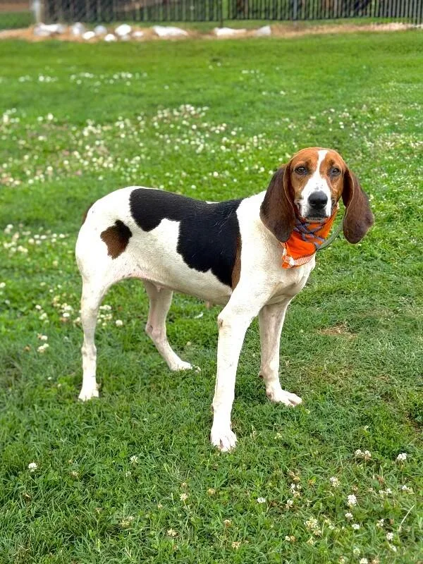 An adult large-sized female Tricolor (Brown, Black, & White) Hound dog named Daisy for adoption in Maryville, TN
