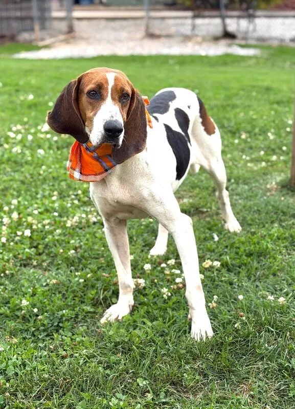 Daisy thumbnail 5