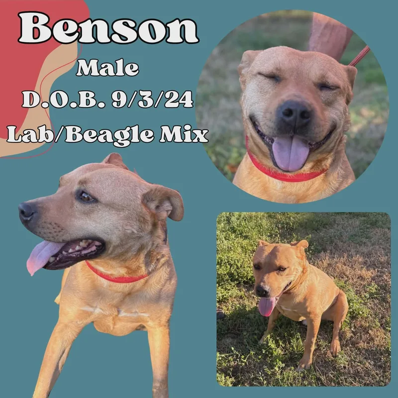 A young medium-sized male Yellow / Tan / Blond / Fawn Labrador Retriever dog named Benson for adoption in Caldwell, TX