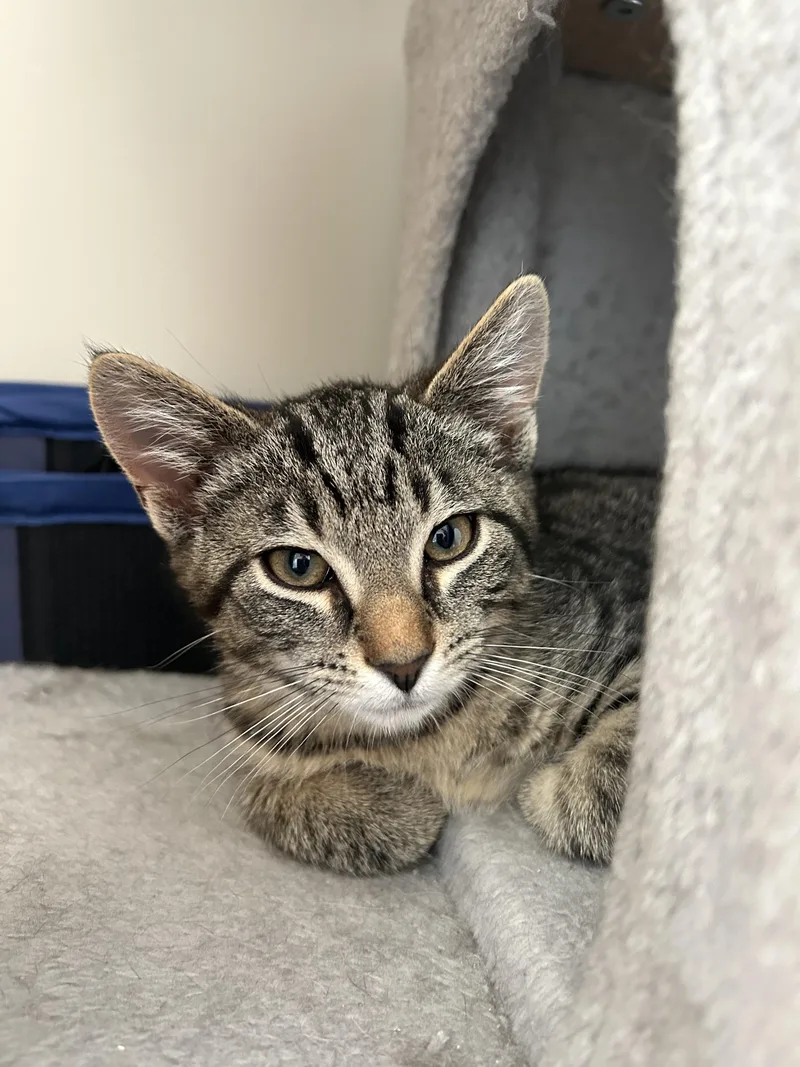 A baby medium-sized male Domestic Short Hair cat named Ace for adoption in Karns City, PA