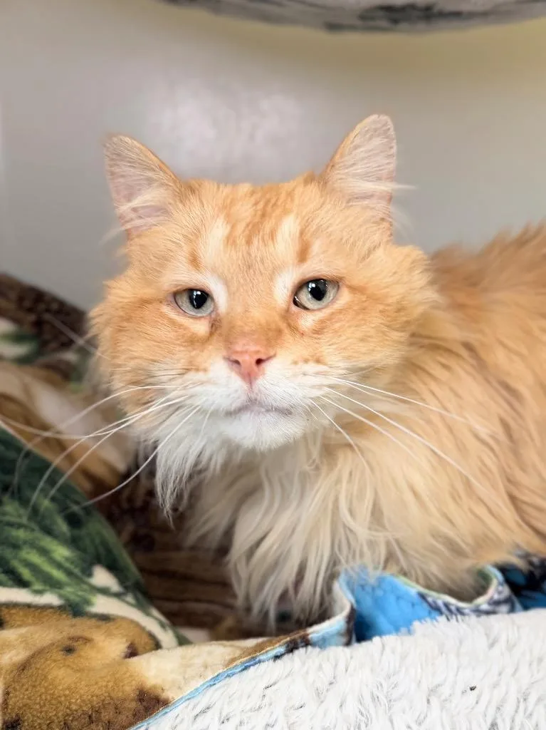 An adult medium-sized male Domestic Long Hair cat named Mr. Jangles for adoption in Menomonie, WI