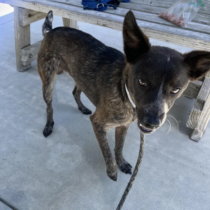 A young small-sized male Brown / Chocolate Australian Cattle Dog / Blue Heeler dog named Rad for adoption in Hawthorne, CA