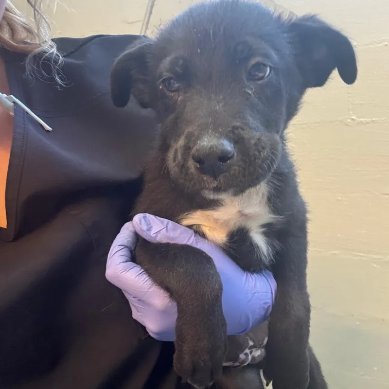 A baby small-sized male Black Labrador Retriever dog named Ben for adoption in Clanton, AL