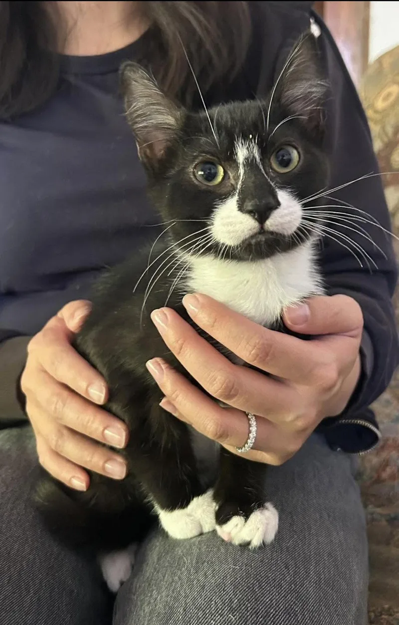 A baby medium-sized male Tuxedo cat named Mikey Napa for adoption in Napa, CA