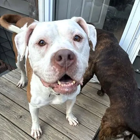 An adult large-sized female American Bulldog dog named Hazel for adoption in Zuni, VA