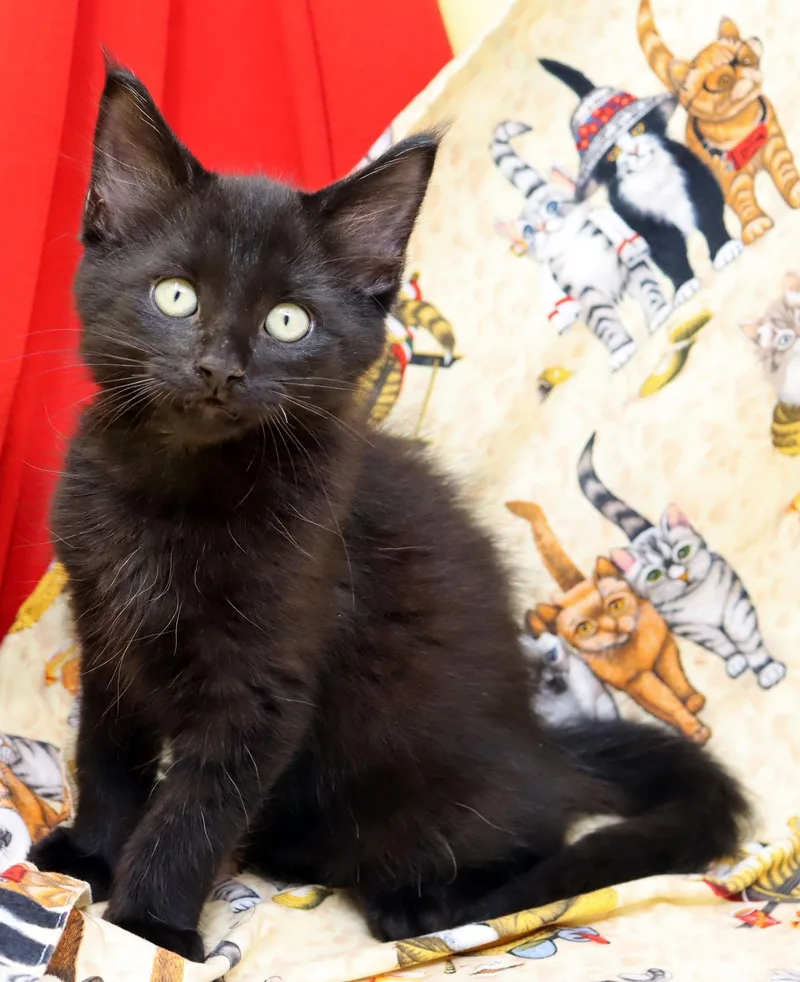 A baby medium-sized male Black Domestic Medium Hair cat named Squirt for adoption in Tierra Verde, FL