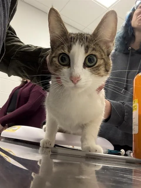 A baby small-sized female Domestic Short Hair cat named Red for adoption in Indianapolis, IN