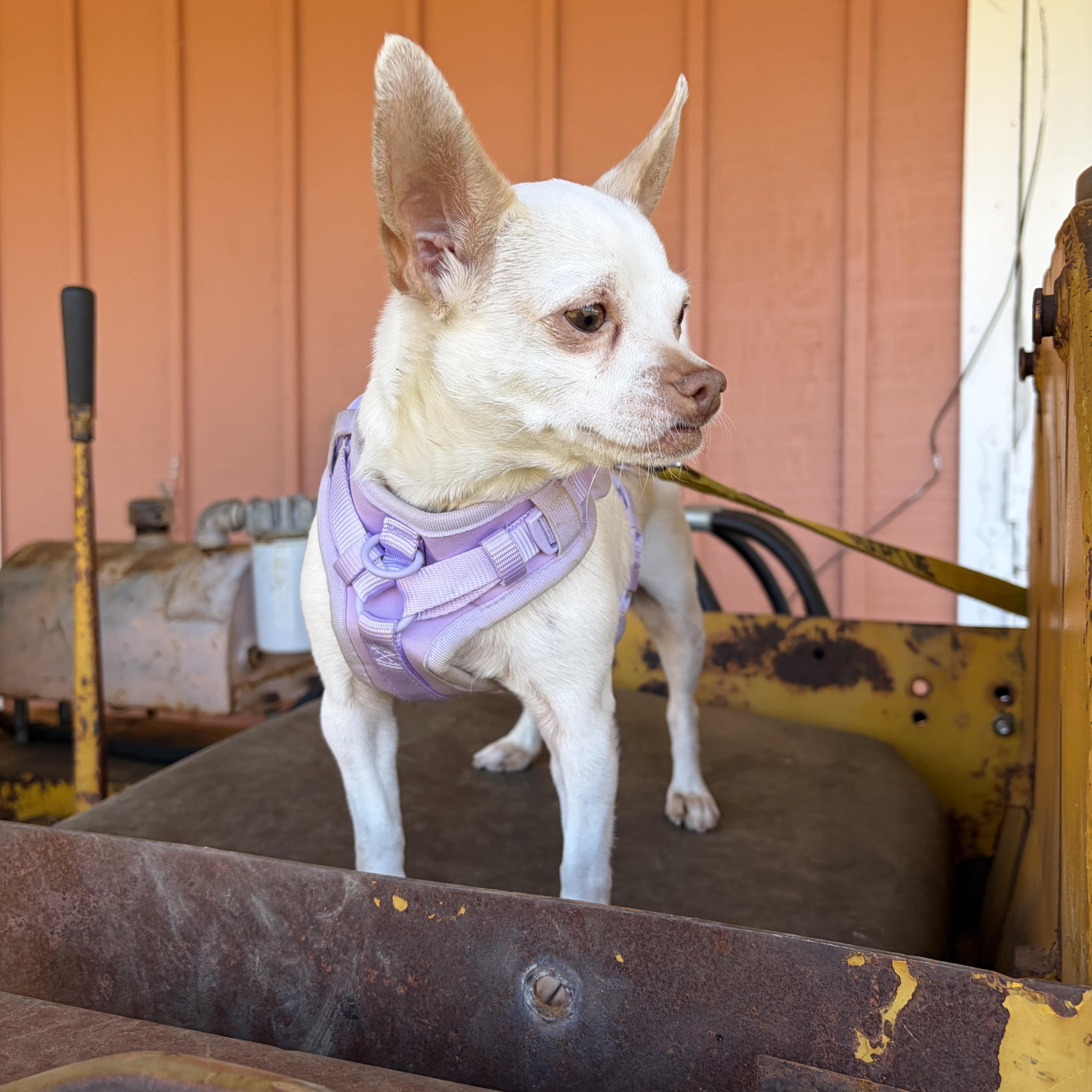 An adult small-sized female Chihuahua dog named Piper for adoption in Thibodaux, LA