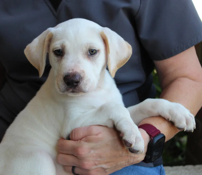 A baby large-sized male Labrador Retriever dog named Marley for adoption in Prattville, AL