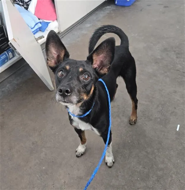 An adult small-sized male Mixed Breed dog named Peanut for adoption in Dallas, TX
