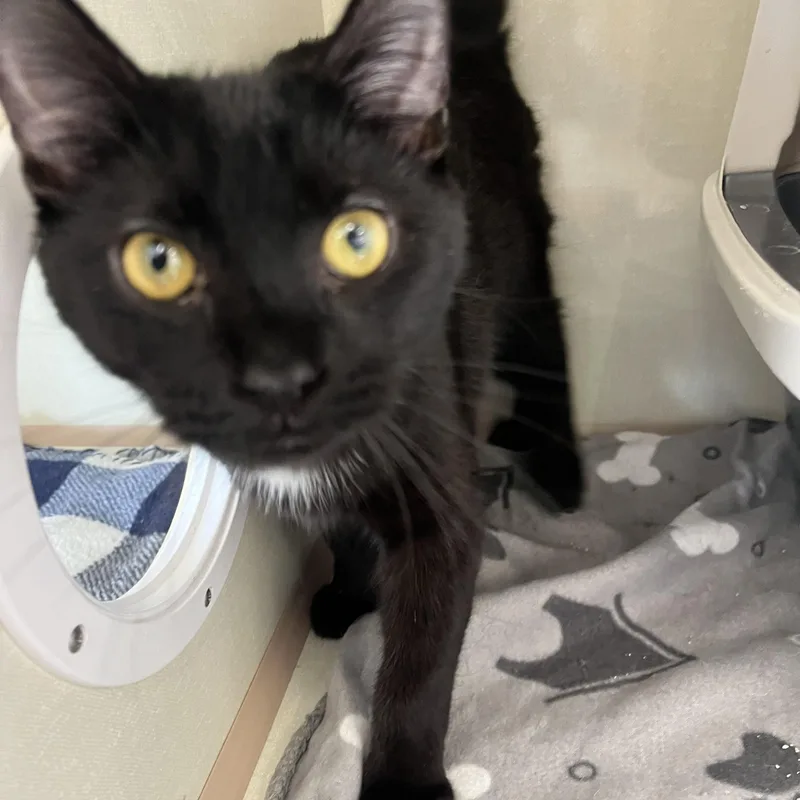 A baby medium-sized male Black & White / Tuxedo Domestic Short Hair cat named Miles for adoption in Moline, IL