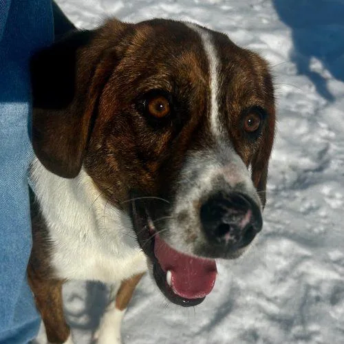 A young medium-sized female Tricolor (Brown, Black, & White) Beagle dog named Holly  D for adoption in Frankfort, KY