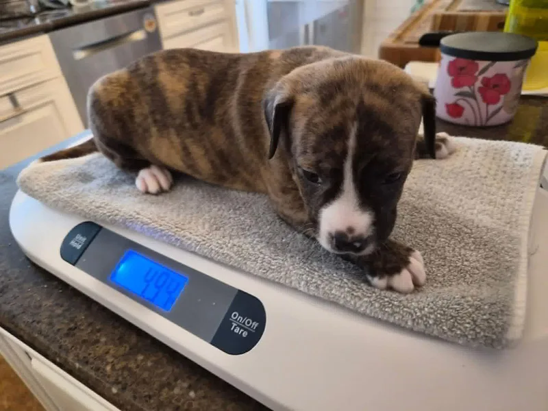 Pyro  Zoey's Litter thumbnail 2