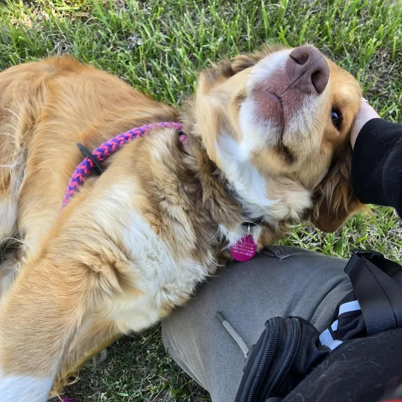 An adult medium-sized female Red / Chestnut / Orange Australian Shepherd dog named Rodan for adoption in Fredericksburg, VA