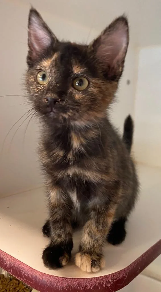 A baby medium-sized female Domestic Short Hair cat named Hopper for adoption in Cumming, GA