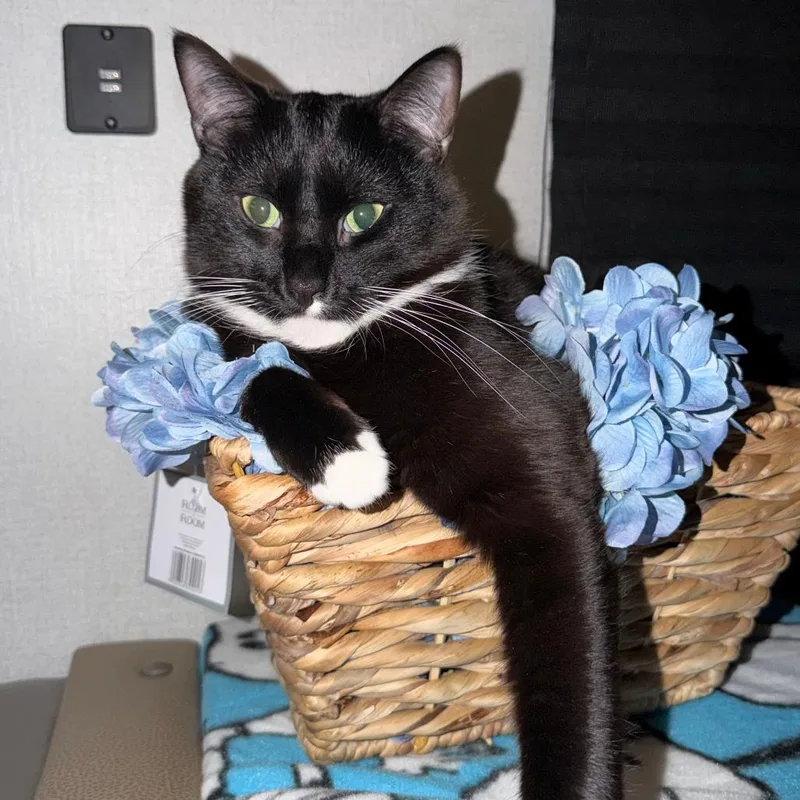 An adult medium-sized female Black Domestic Short Hair cat named Gansito for adoption in San Jacinto, CA