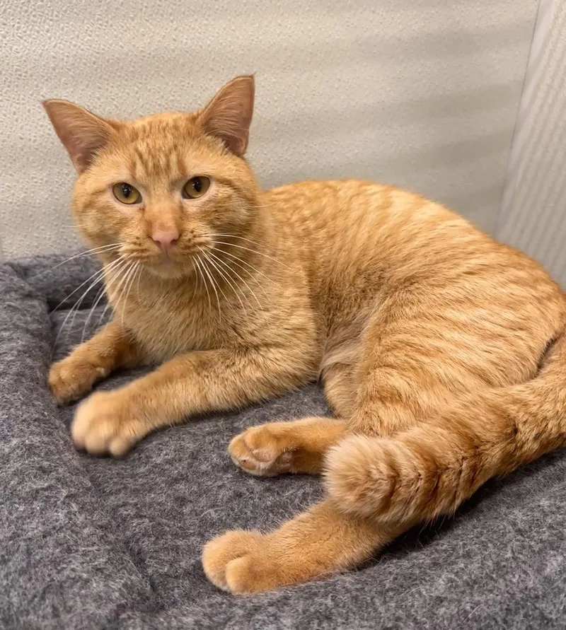 An adult medium-sized male Orange / Red Domestic Short Hair cat named Curry for adoption in Crystal, MN