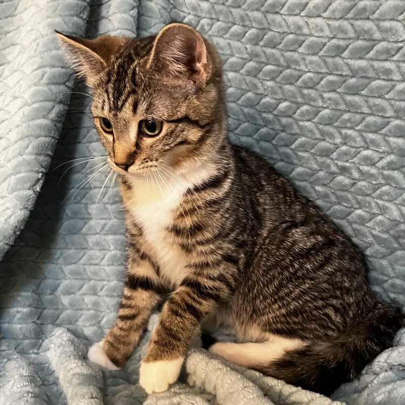 A baby small-sized female Brown / Chocolate Domestic Short Hair cat named Farrah Woodbridge for adoption in Merrifield, VA