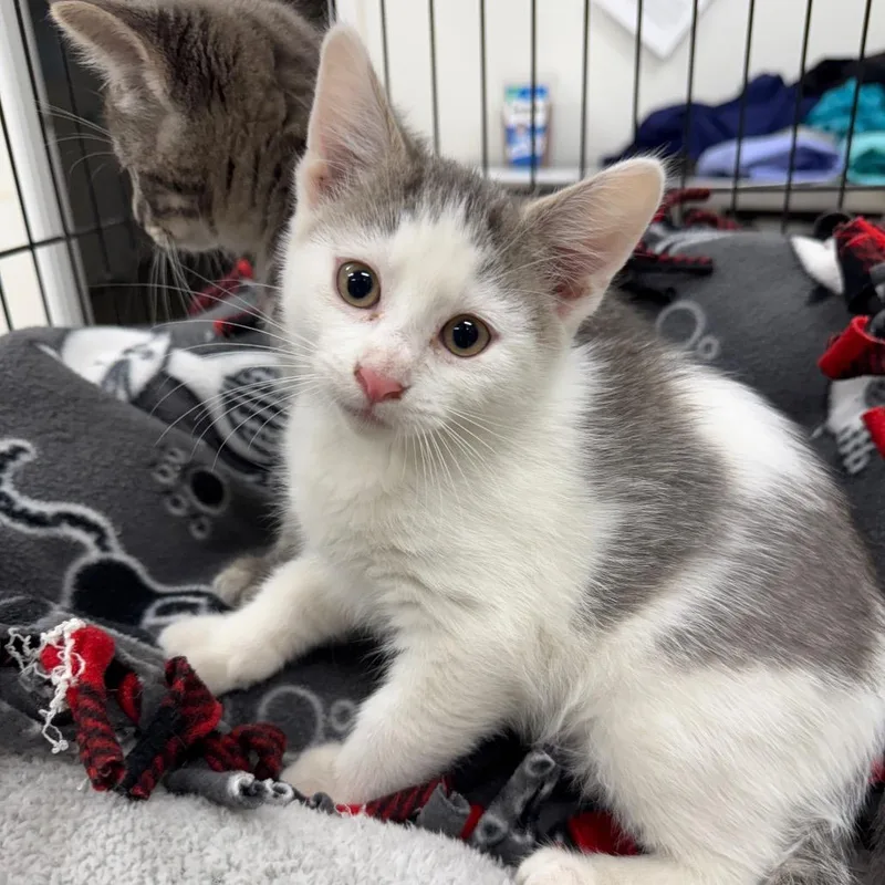 A baby small-sized male White Domestic Short Hair cat named Snowflake for adoption in Redwood Falls, MN