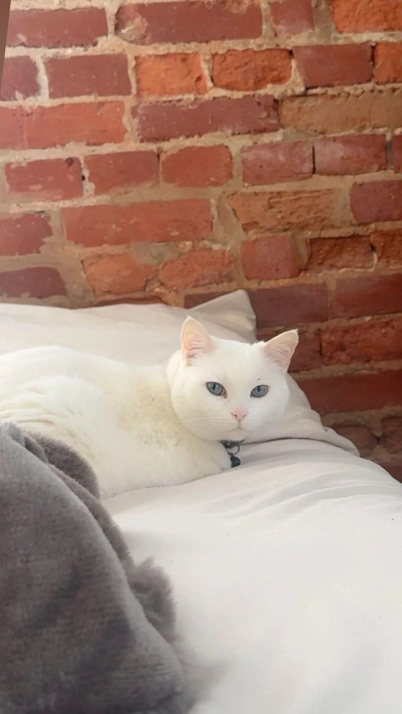 An adult medium-sized female American Shorthair cat named Elsa for adoption in Philadelphia, PA