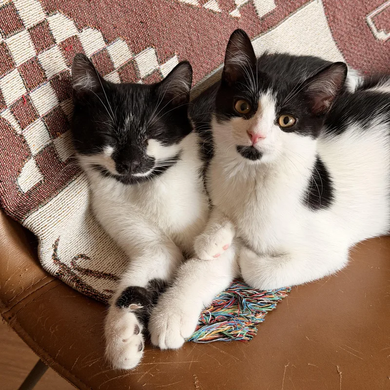 A baby medium-sized male Black & White / Tuxedo Domestic Short Hair cat named Panda & Zebra for adoption in BROOKLYN, NY