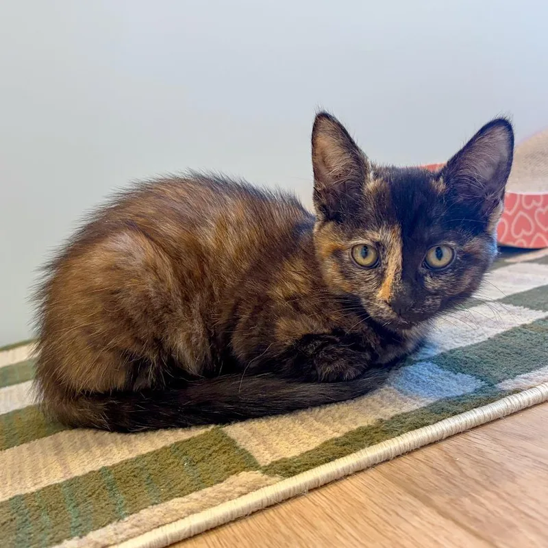 A baby small-sized female Black Domestic Short Hair cat named Velma for adoption in San Diego, CA