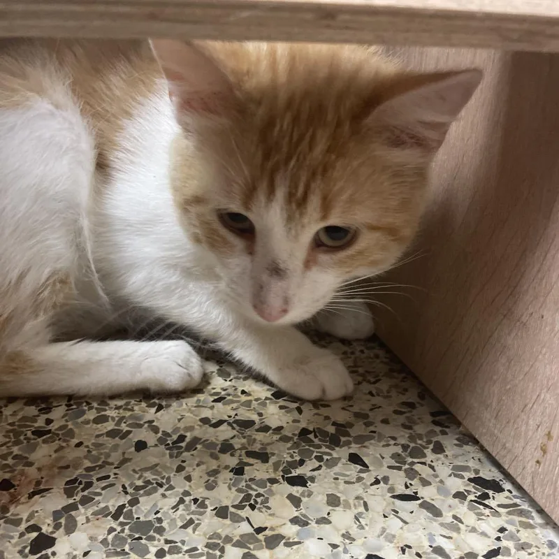 An adult medium-sized male Orange / Red Domestic Short Hair cat named Cheeseburger for adoption in Brownsboro, AL