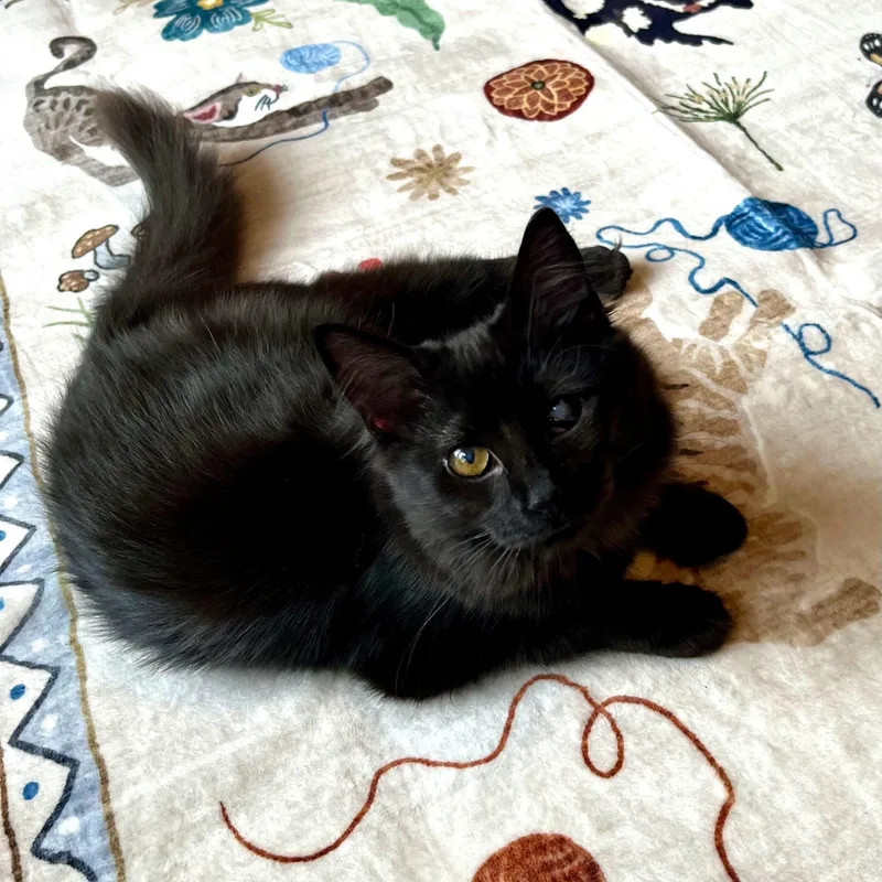 A young medium-sized female Black Domestic Long Hair cat named Lillian & Edith Bonded for adoption in Charlotte, NC