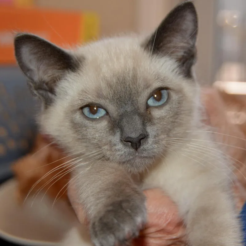A baby small-sized male Cream / Ivory Domestic Short Hair cat named Luigi for adoption in Los Angeles, CA