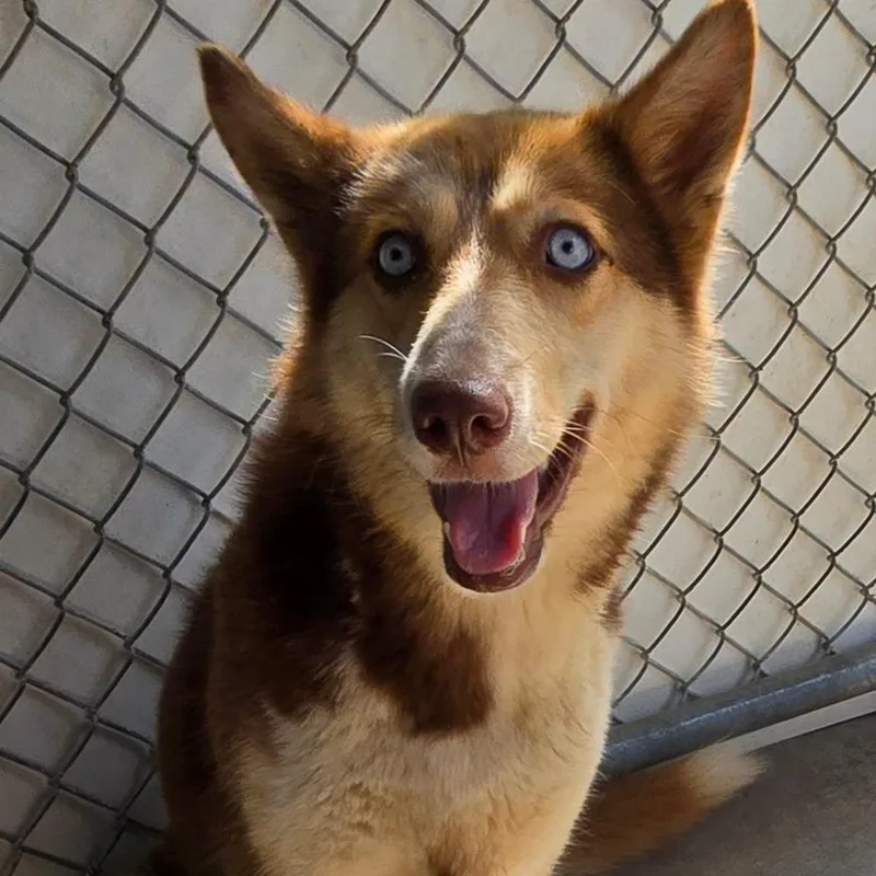 A young medium-sized female Red / Chestnut / Orange Husky dog named Sienna for adoption in Mount Gilead, NC