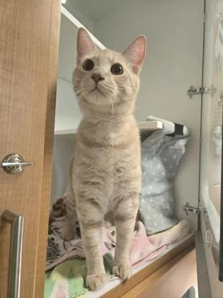 An adult medium-sized male Domestic Short Hair cat named Lulu for adoption in Savannah, GA