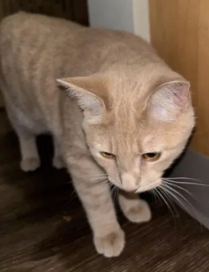 Lulu thumbnail 3