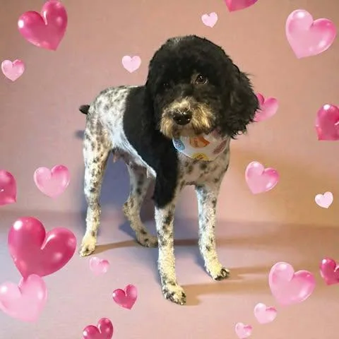 An adult small-sized female Black Miniature Poodle dog named Honey for adoption in Hopkinton, MA