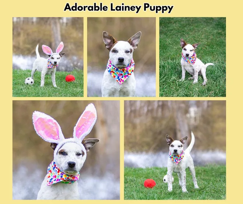 Lainey's Pups Girls thumbnail 3