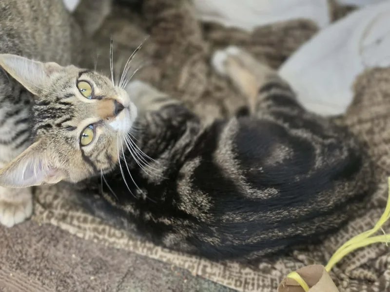 A baby medium-sized male Tabby (Buff / Tan / Fawn) Domestic Short Hair cat named Diglett for adoption in Grants Pass, OR