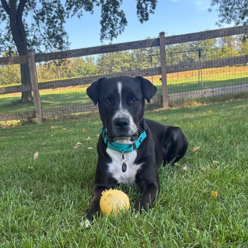 An adult large-sized male Black Mixed Breed dog named Jager for adoption in Frederick, MD
