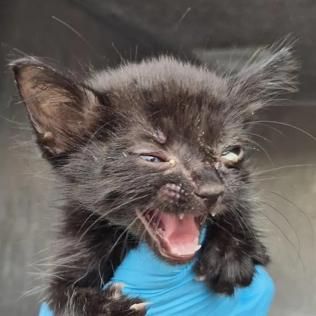 A baby small-sized female Domestic Short Hair cat named Ocean for adoption in San Antonio, TX