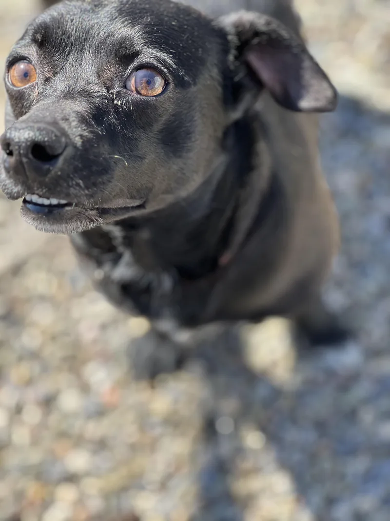 An adult small-sized male Black Dachshund dog named Noah for adoption in Elmira, NY