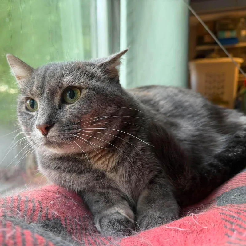 A young medium-sized female Tabby (Gray / Blue / Silver) Domestic Short Hair cat named Nikki for adoption in Royal Oak, MI