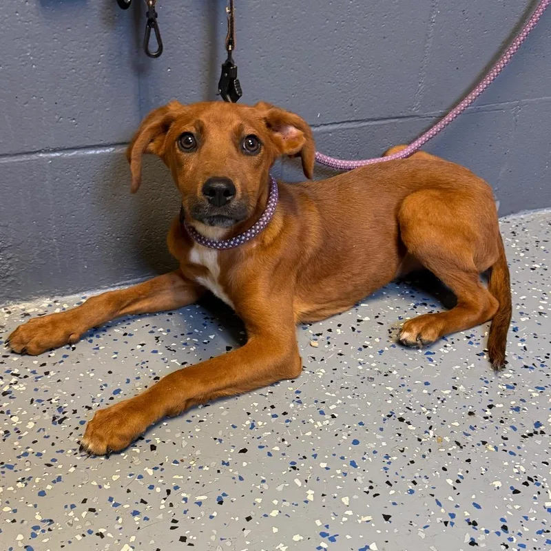 A baby small-sized male Red / Chestnut / Orange Hound dog named Tuscstray for adoption in Tuscaloosa, AL