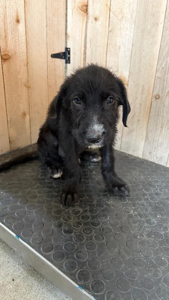 A baby small-sized male Shepherd dog named Charlie for adoption in Missouri City, TX