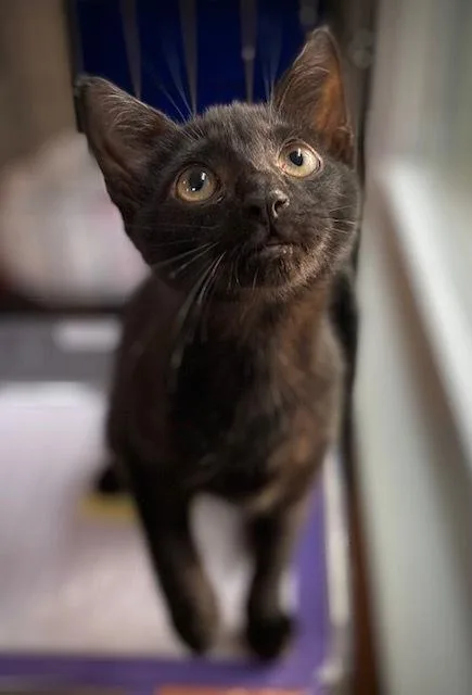 A baby small-sized female Black Domestic Short Hair cat named Tara W Jordan for adoption in Duxbury, MA