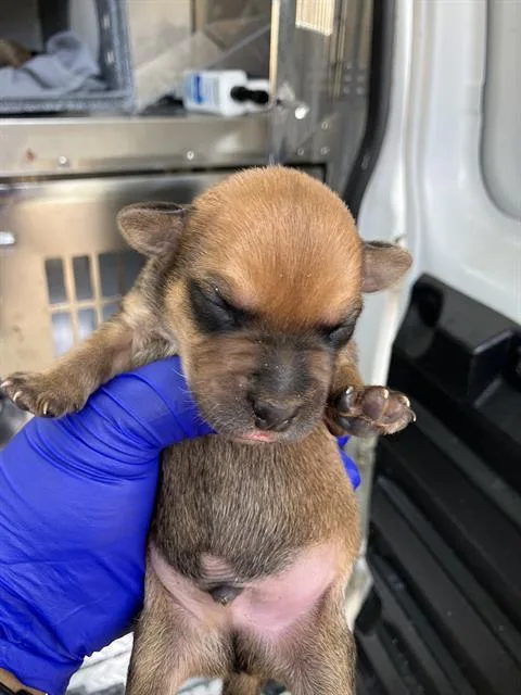 A baby medium-sized female Mixed Breed dog named Dina for adoption in Dallas, TX