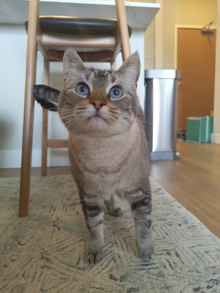 A young medium-sized female Domestic Short Hair cat named Pixel for adoption in Minneapolis, MN