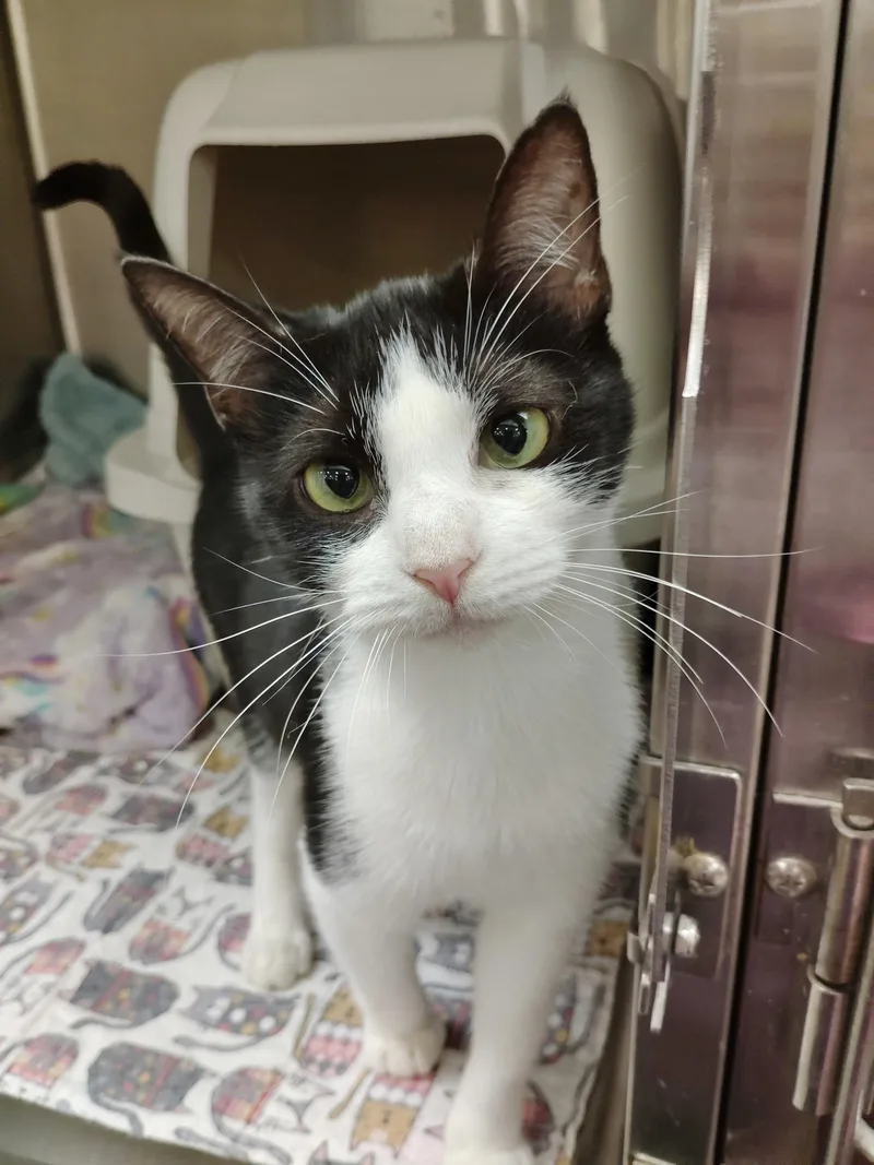 A young medium-sized female Tuxedo cat named Janey for adoption in Rock Hill, SC