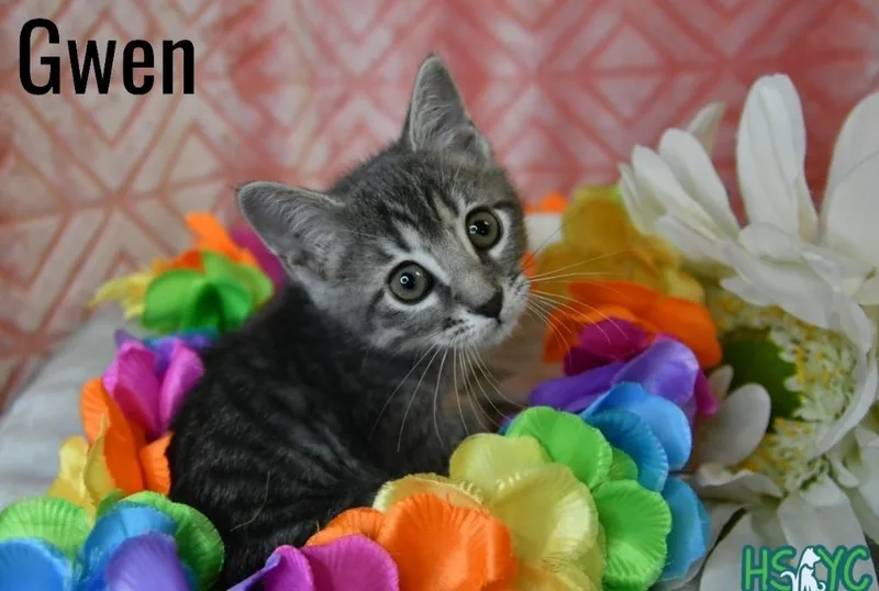 A baby medium-sized female Domestic Short Hair cat named Gwen for adoption in Fort Mill, SC