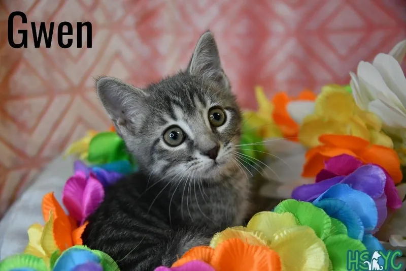 Gwen thumbnail 2